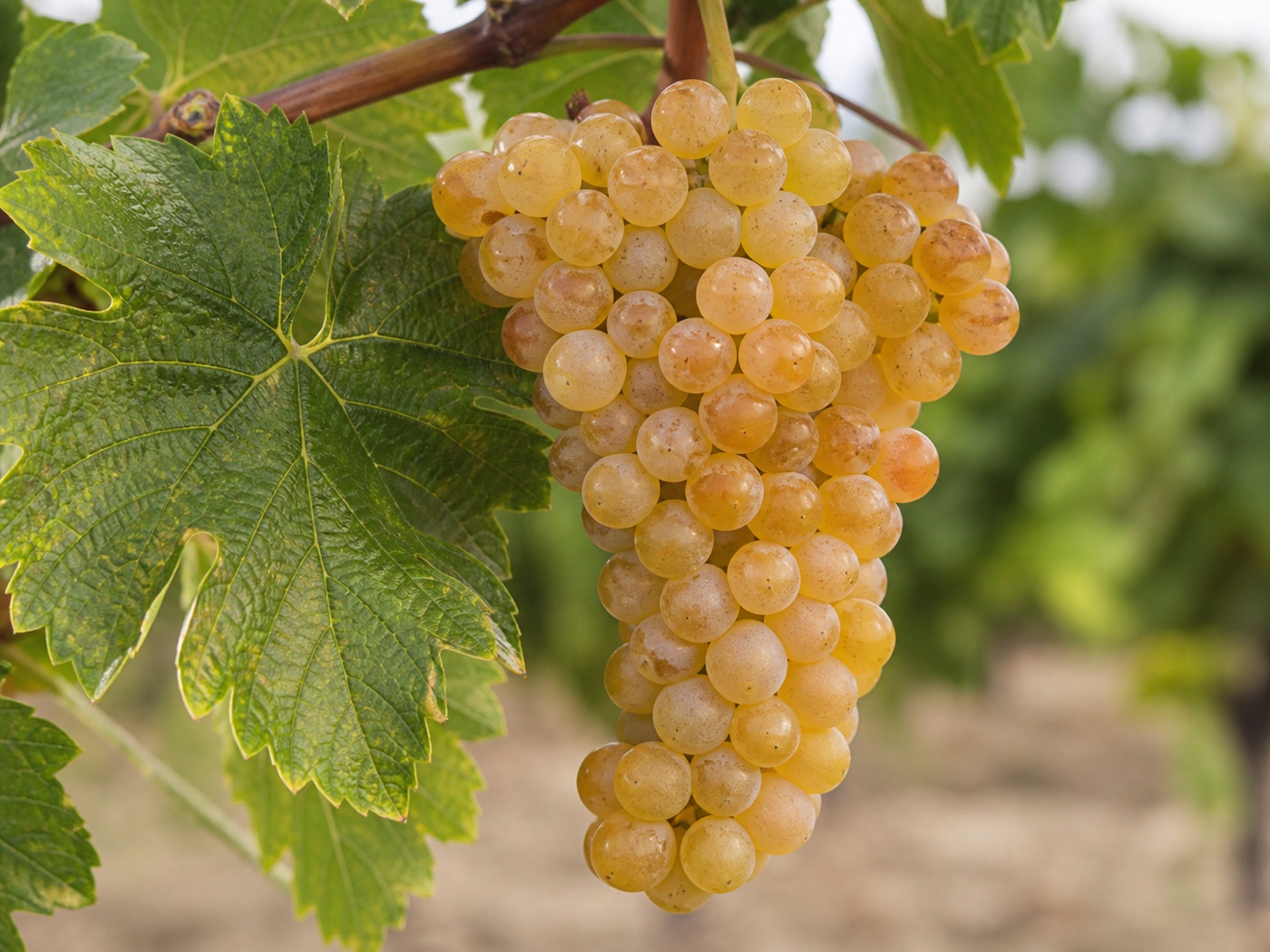 A bunch of Viognier wine grapes on the vine