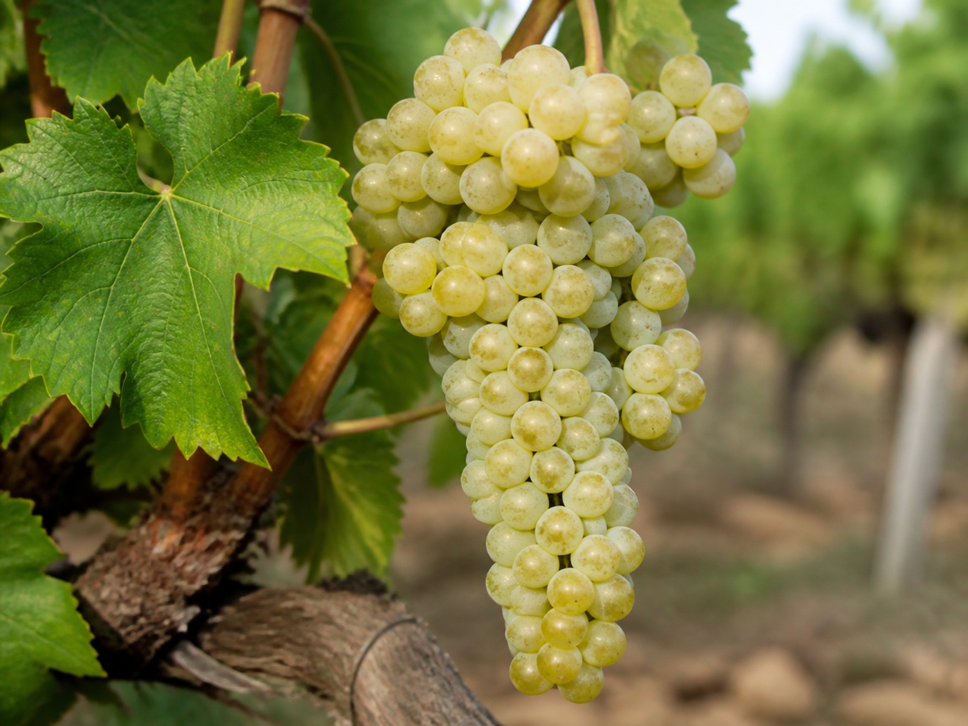 A bunch of Xarel·lo wine grapes on the vine