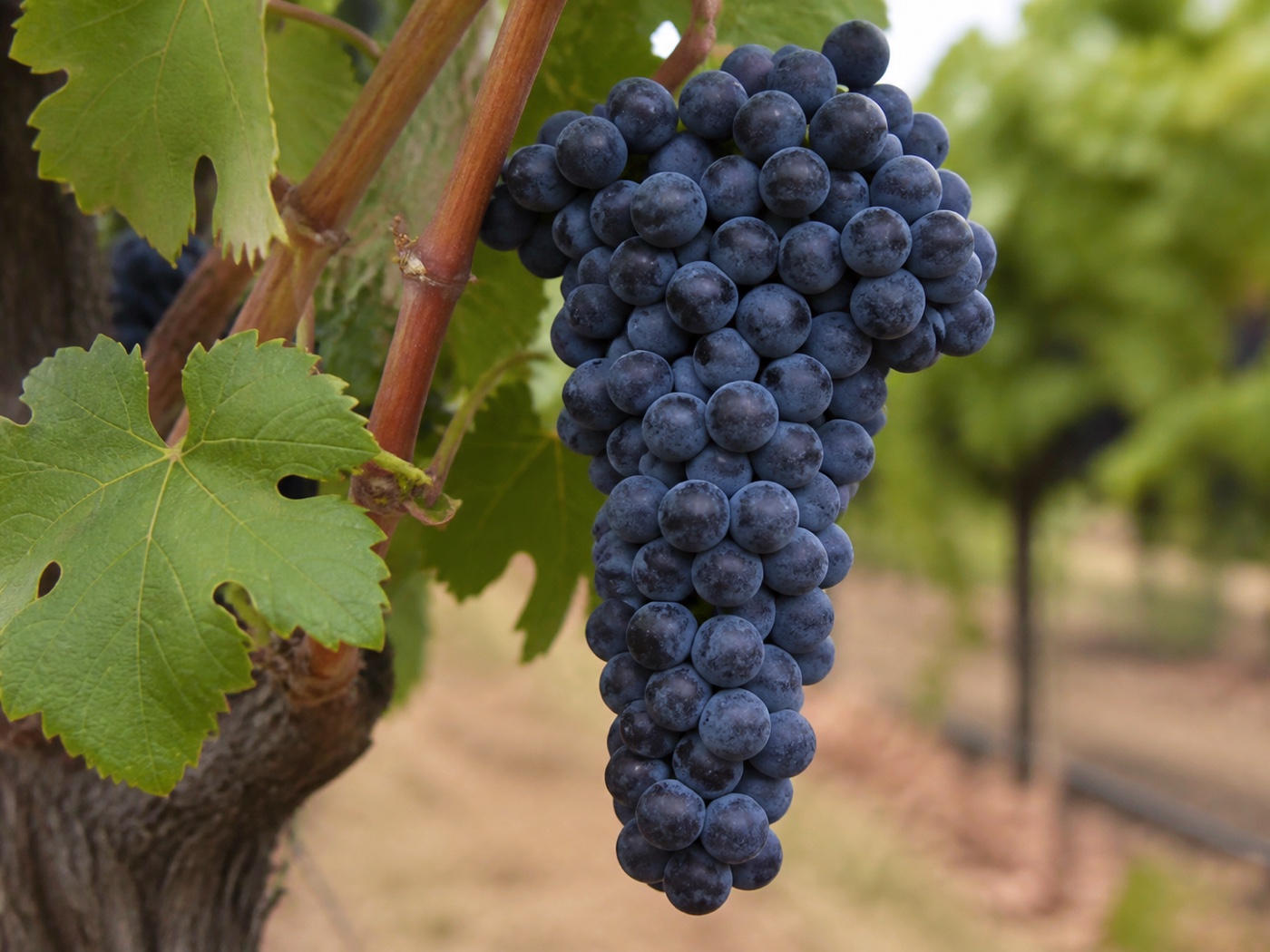 A bunch of Zinfandel wine grapes on the vine